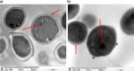 Fig. 10