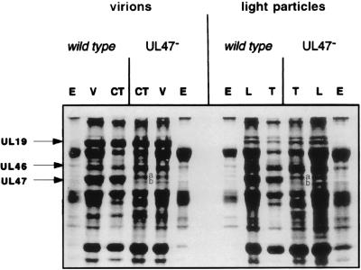 FIG. 8