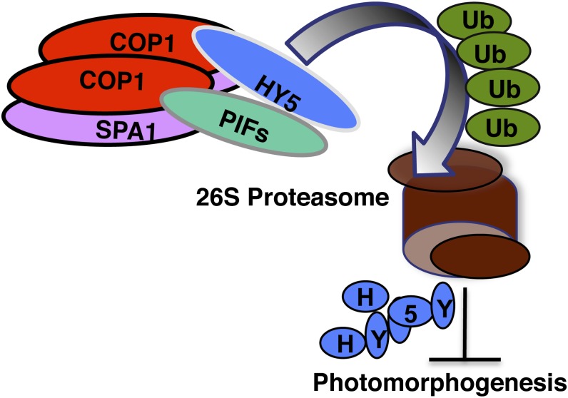 Figure 10.