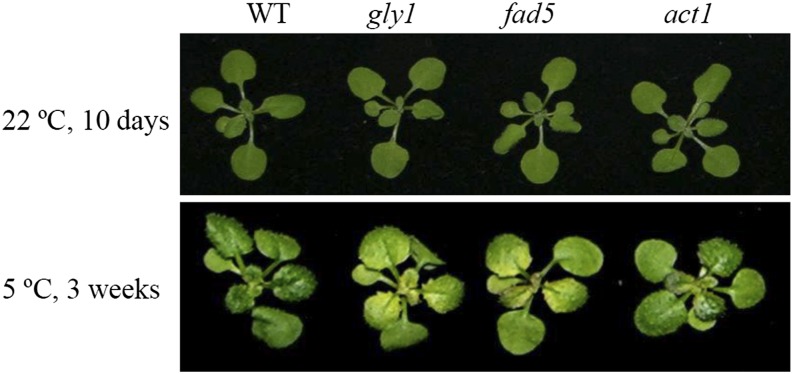 Figure 6.