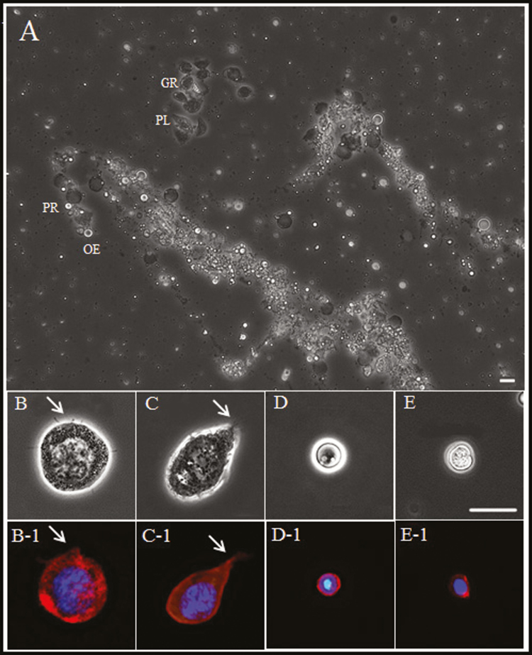 Fig. 3.