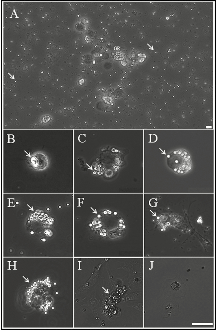 Fig. 4.