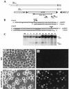 FIG.1.
