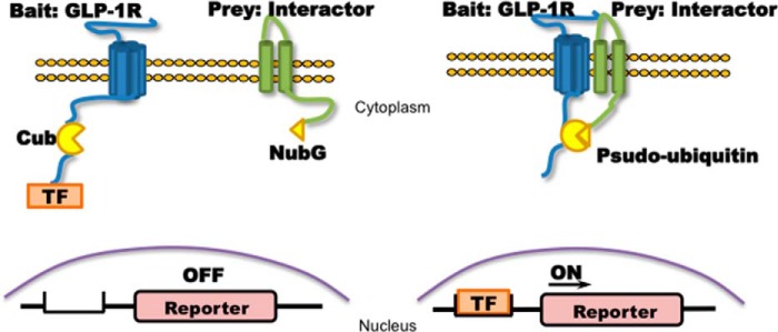 FIGURE 1.