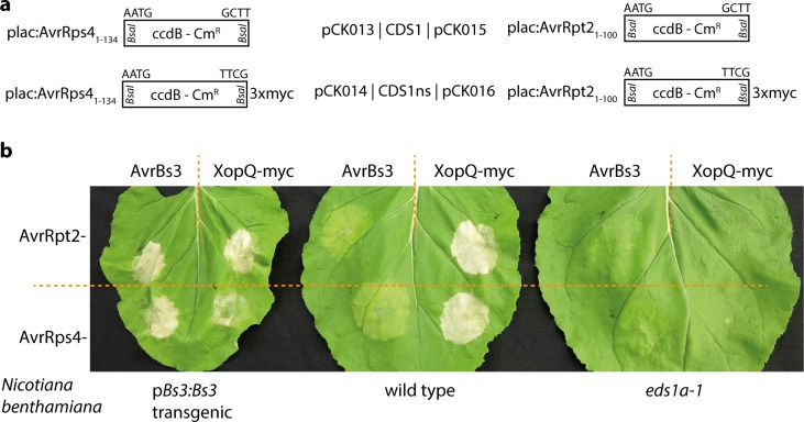 Fig 5