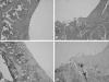 Fig. 3A–D