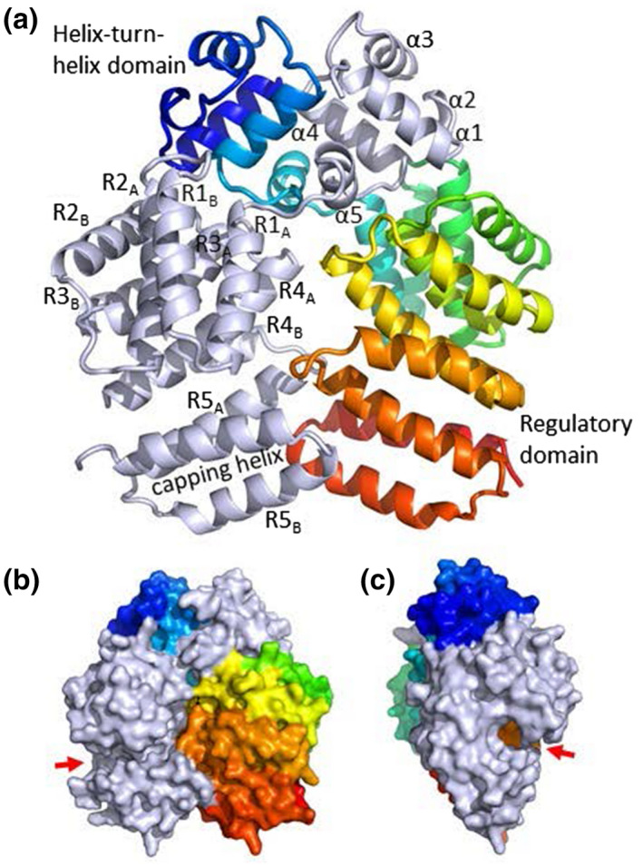 FIGURE 1