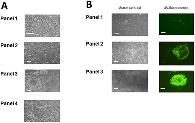 Fig 2