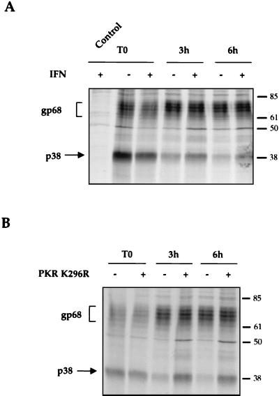 FIG. 5.