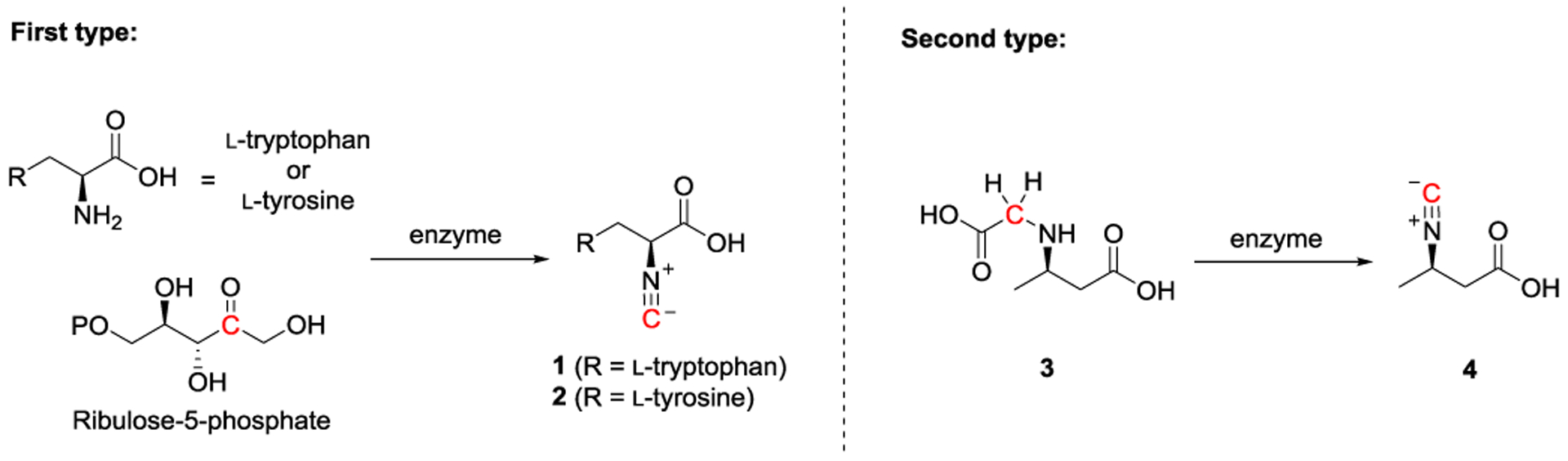 Current Understanding toward Isonitrile Group Biosynthesis and ...