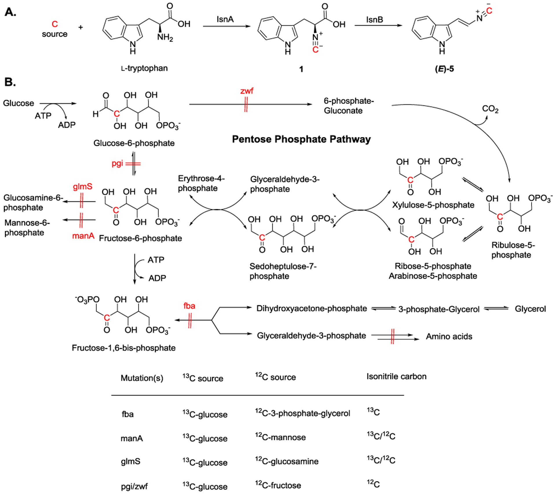 Current Understanding toward Isonitrile Group Biosynthesis and ...