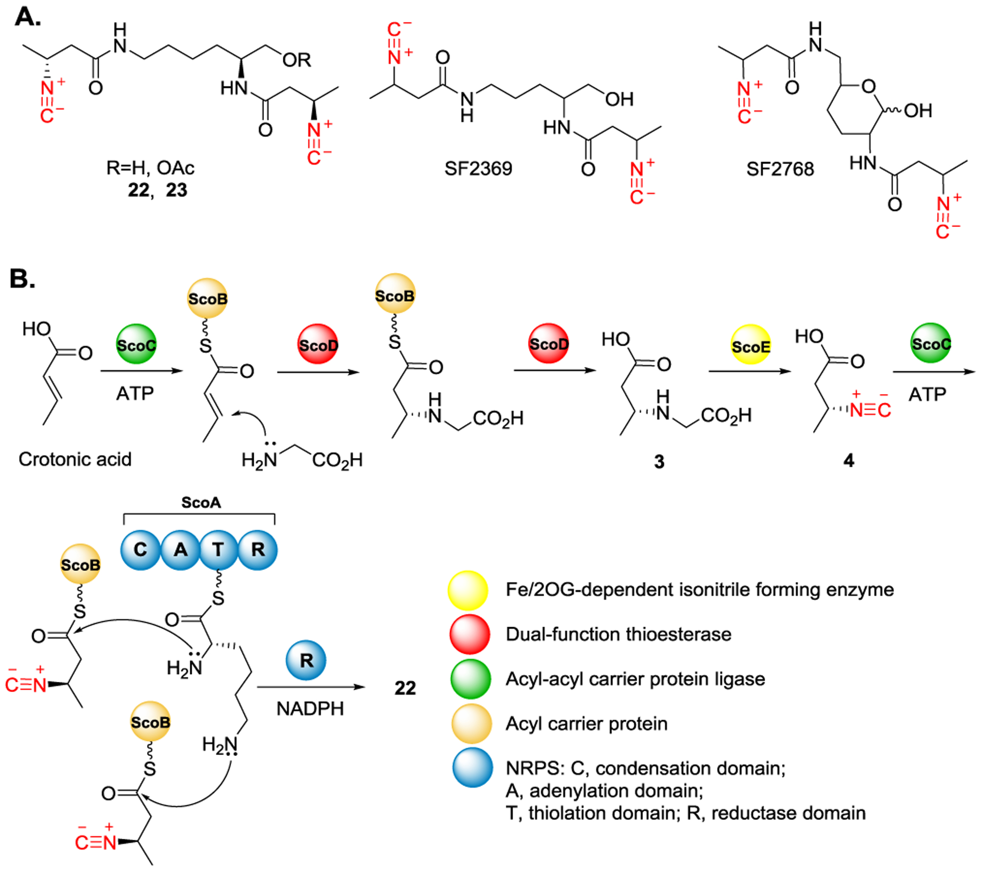 Current Understanding toward Isonitrile Group Biosynthesis and ...