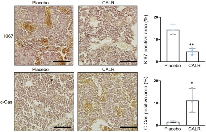 Figure 5—figure supplement 1.