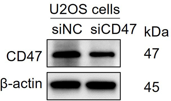 Figure 5—figure supplement 3.