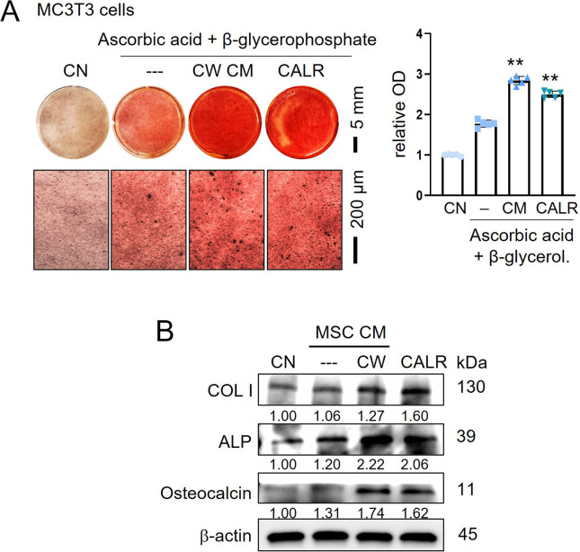 Figure 5—figure supplement 2.