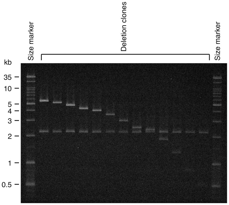 Figure 3.