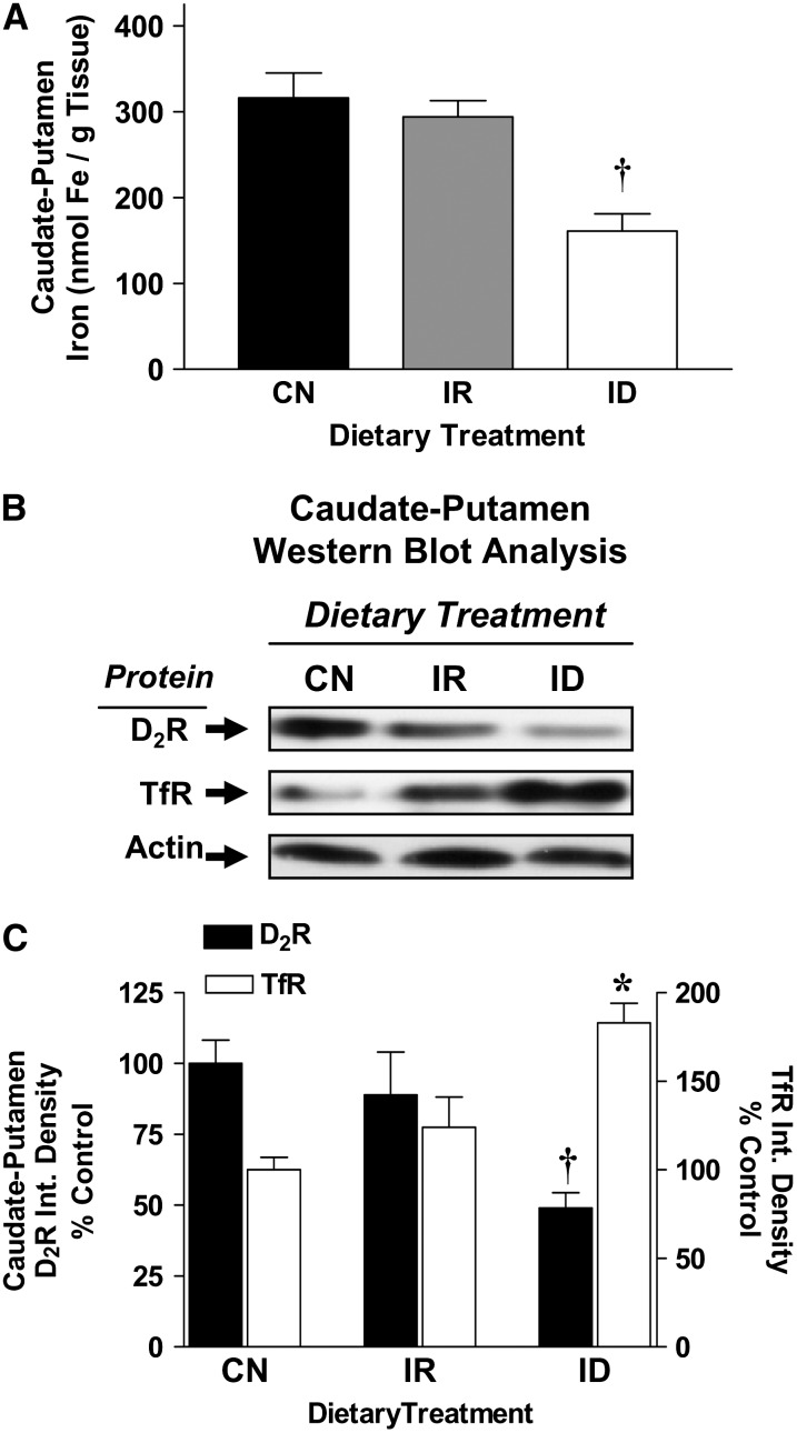 FIGURE 4 