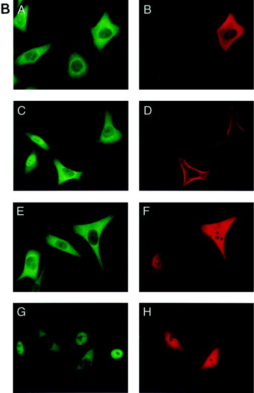 FIG. 7