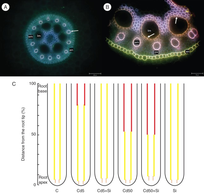 Fig. 8.