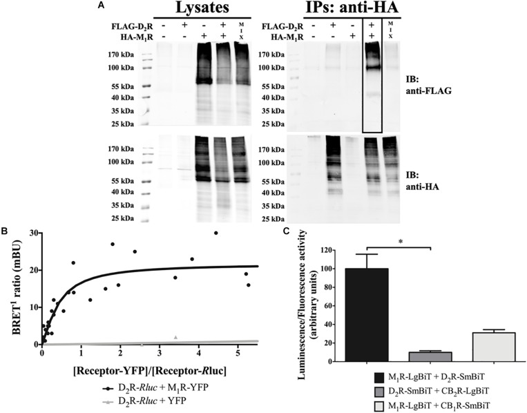 FIGURE 1