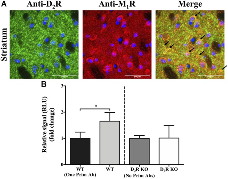 FIGURE 2