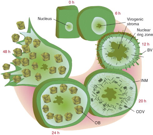 Fig 6