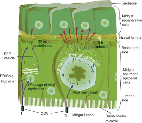 Fig 5