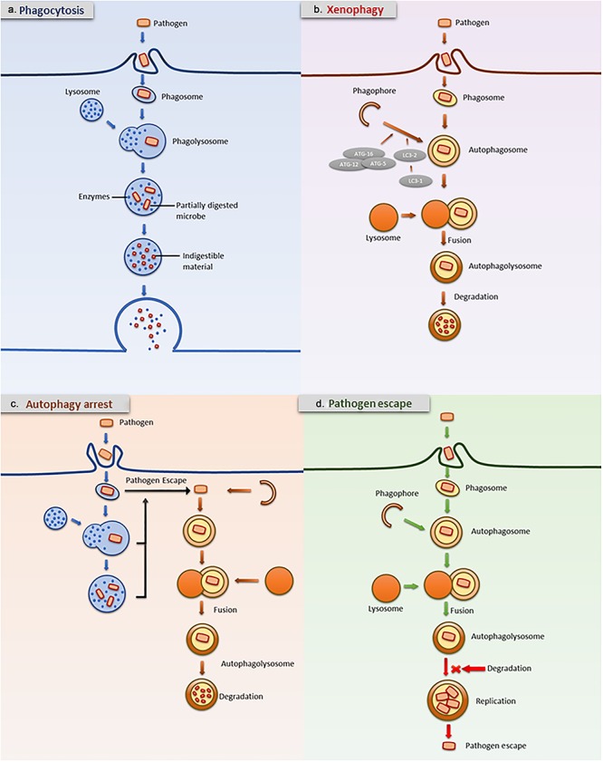 Figure 2.