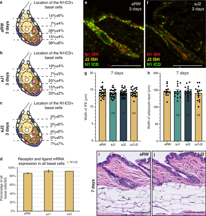 Figure 2—figure supplement 1.