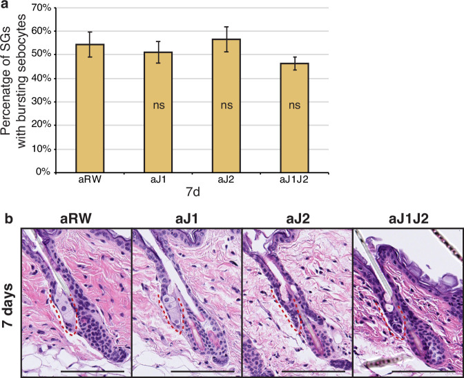 Figure 1—figure supplement 1.