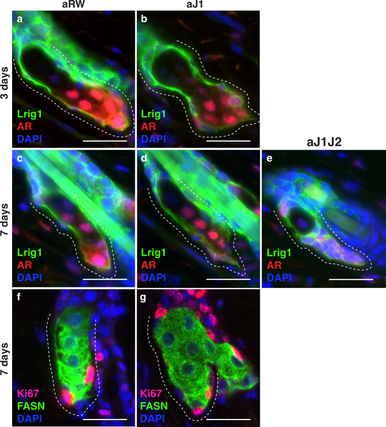 Figure 4—figure supplement 1.