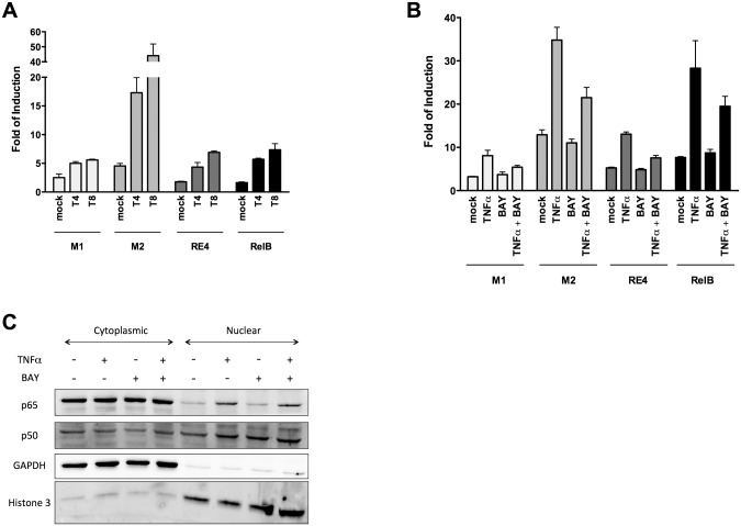 Fig 4