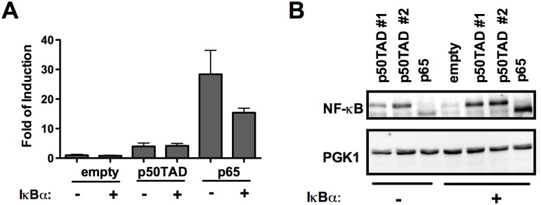 Fig 5