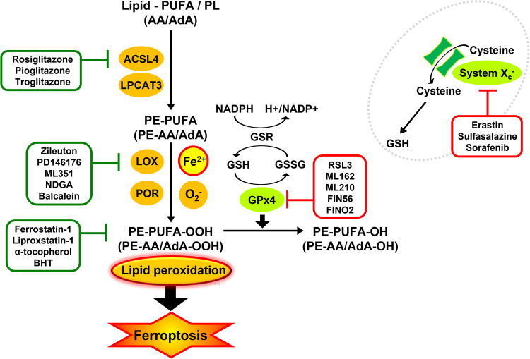 Fig. 2