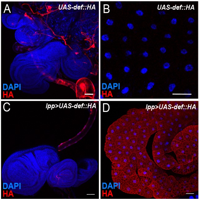 Figure 4—figure supplement 1.