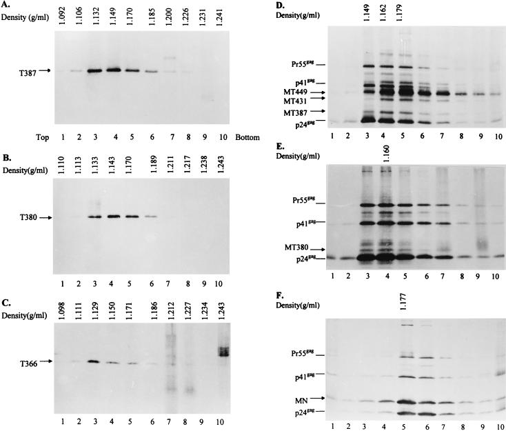 FIG. 6