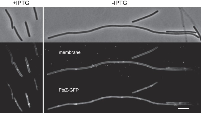 Fig 5