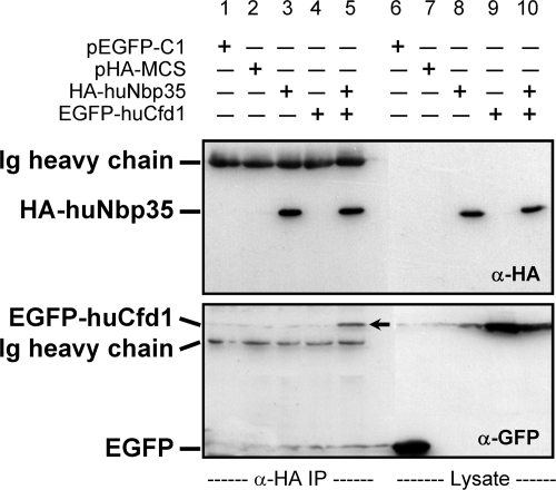 FIG. 7.