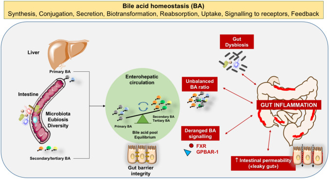 The interaction of bile acids and gut inflammation influences the ...