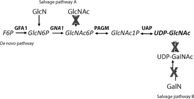 Fig. 1.