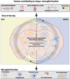 graphic file with name GLIA-71-155-g003.jpg