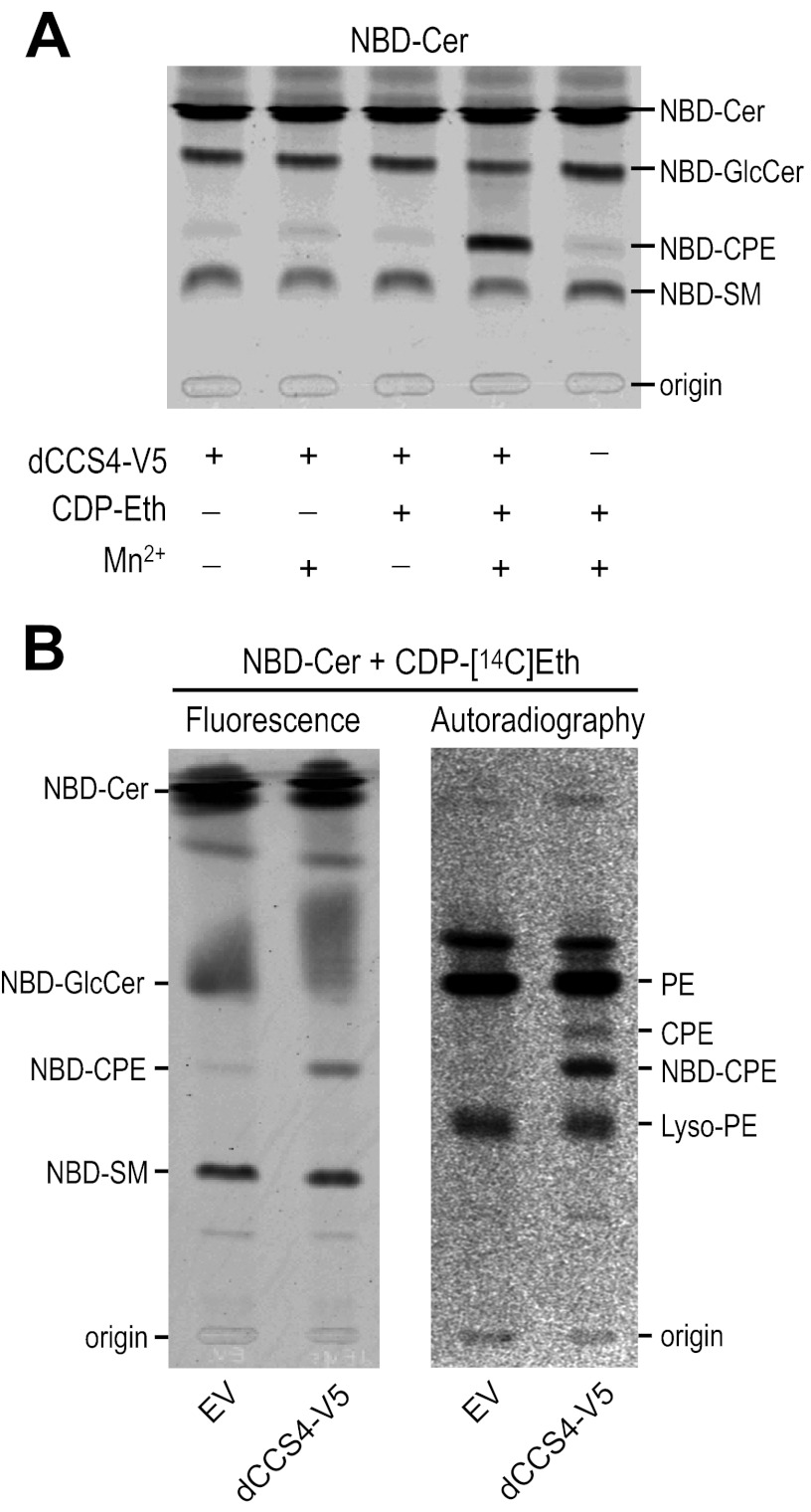 FIGURE 5.