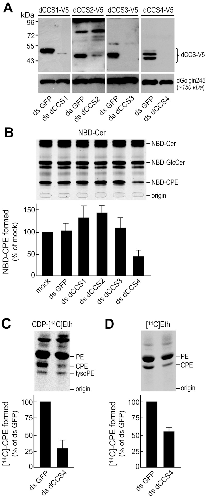 FIGURE 4.