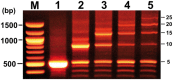 Figure 5.