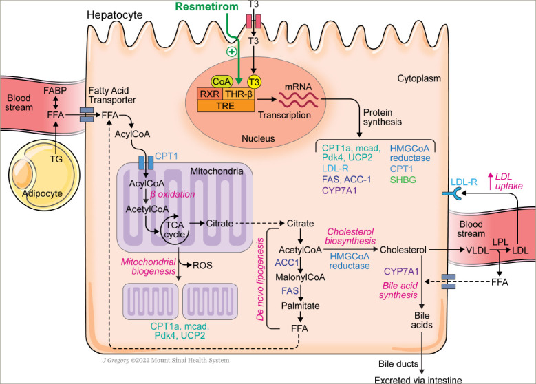 Figure 3: