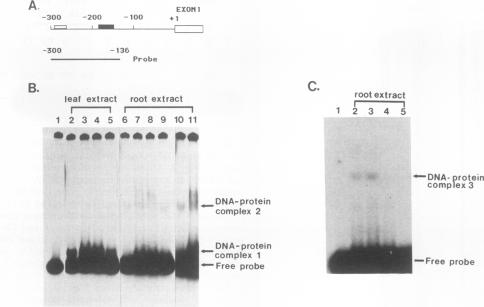 graphic file with name molcellb00030-0100-a.jpg