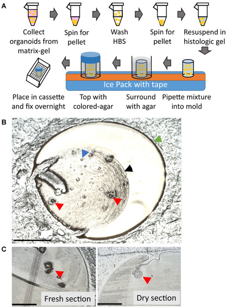 Figure 2: