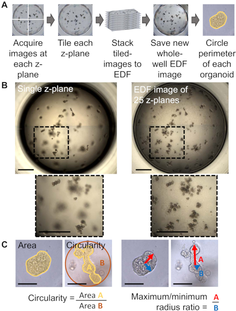 Figure 1: