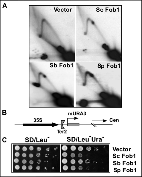 FIGURE 2.