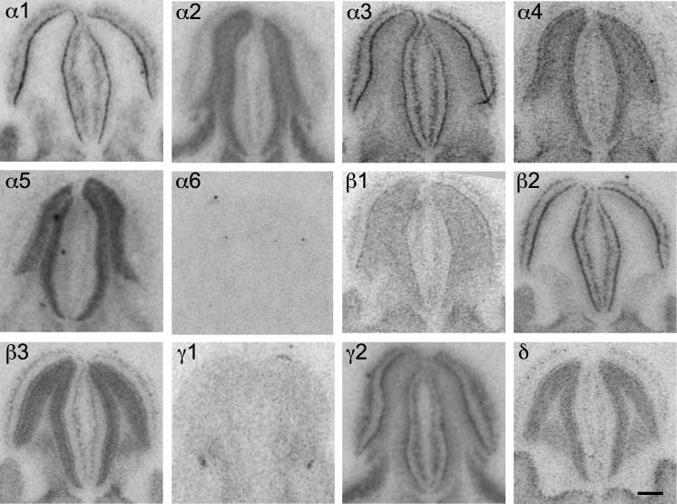 Fig. 19